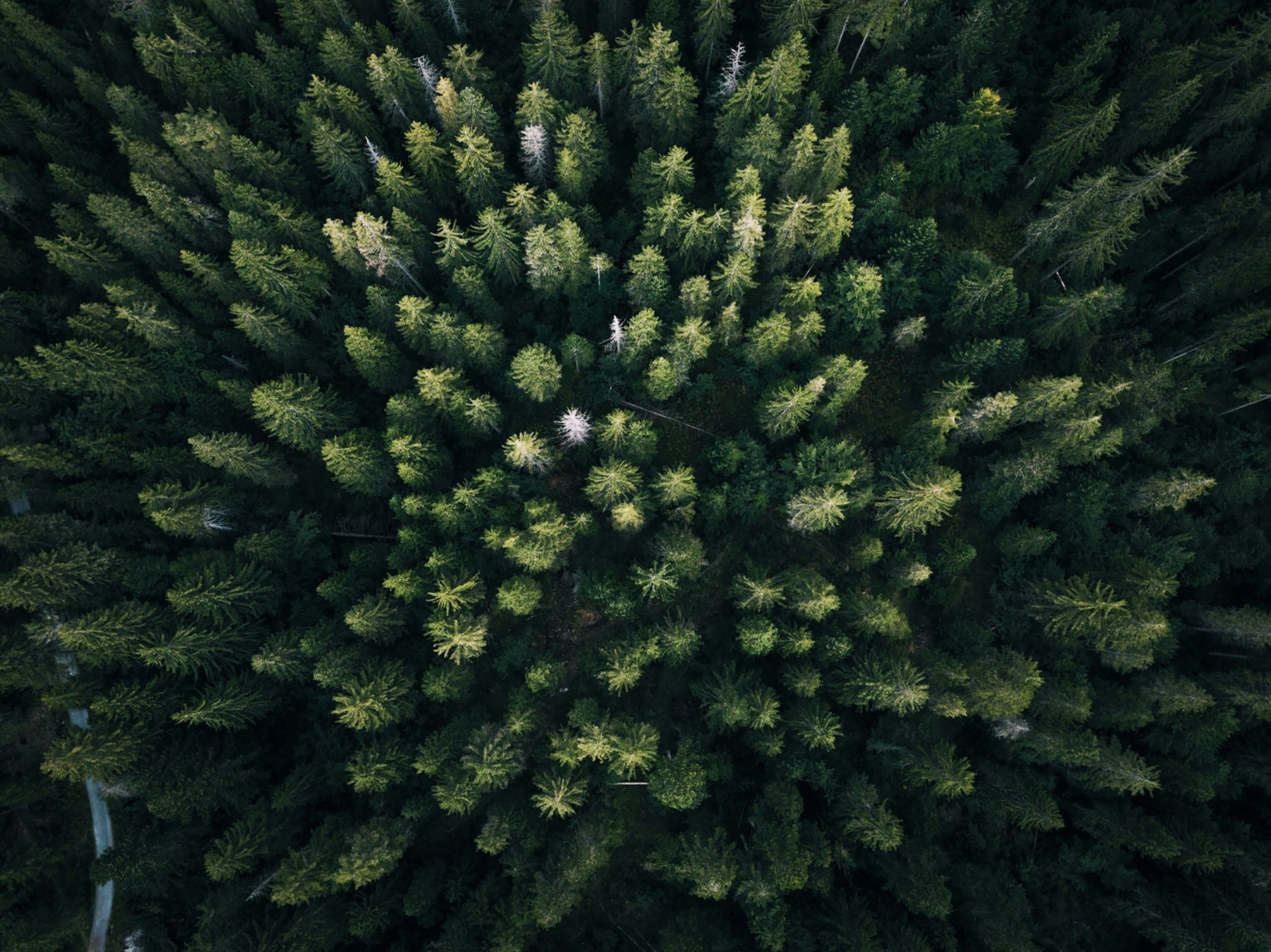 Sunlight filtering through a lush green forest